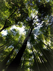 Bamboo Forest