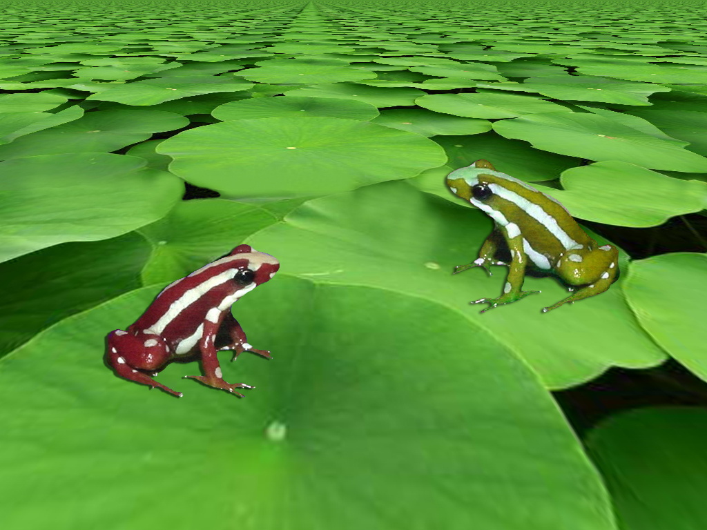 Frogs