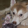 Aleu The Husky Puppy Baby