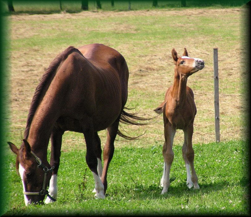 Horses