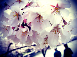 Cherry Blossoms