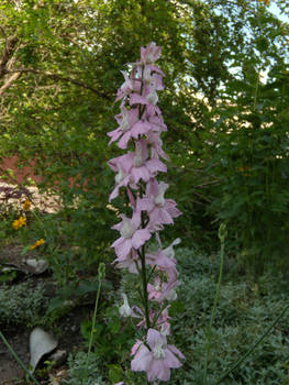 Purple flowers