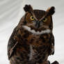 Great Horned Owl