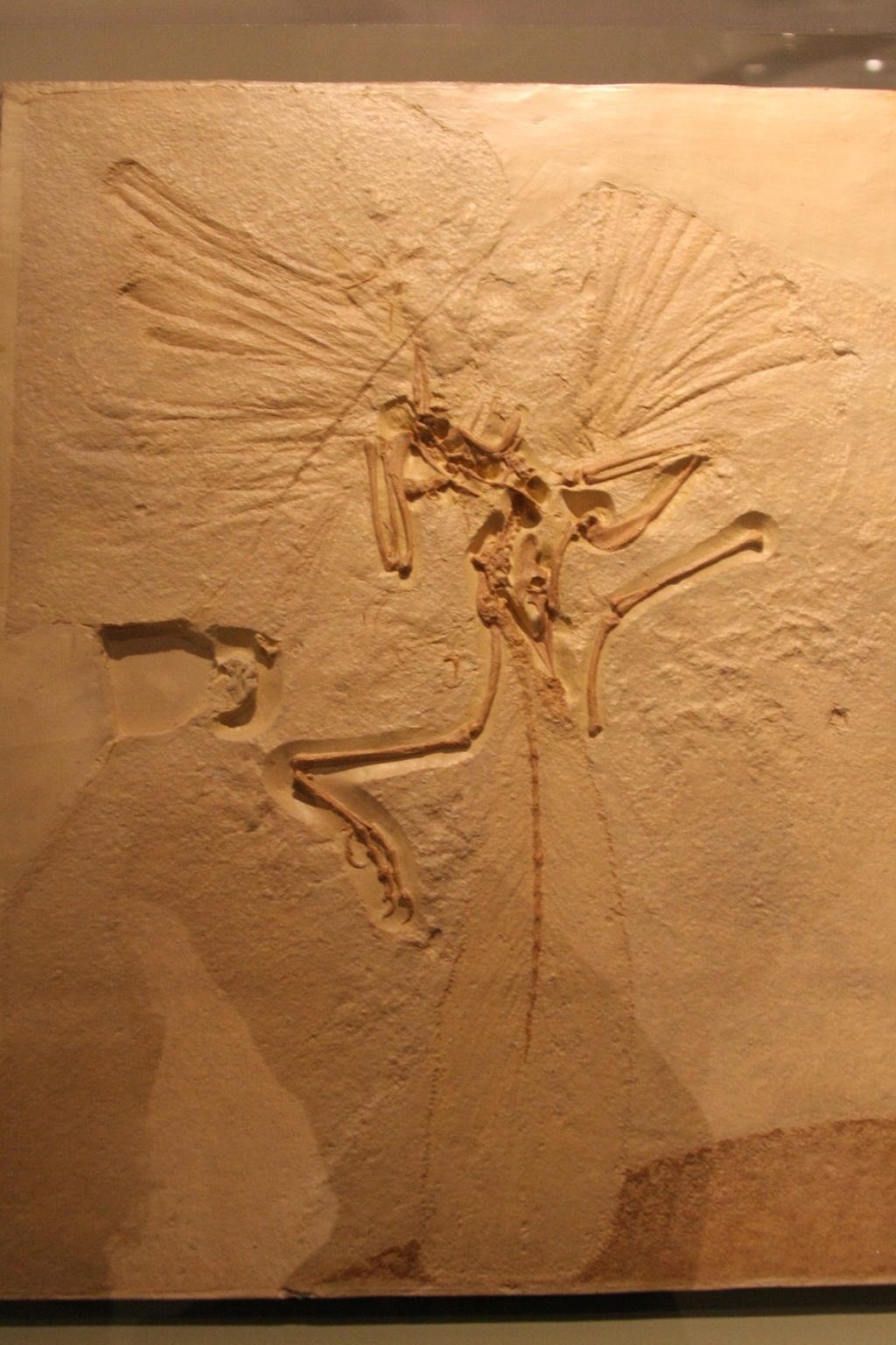 Archaeopteryx at the Chicago Field Museum