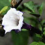 Purple Moonflower