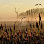 Lavender Fields