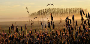 Lavender Fields