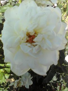 Big White Rose