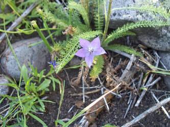 Small Purple Flower