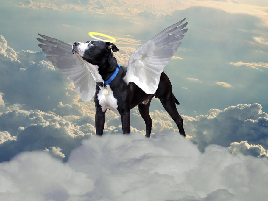 All Dogs Go To Heaven