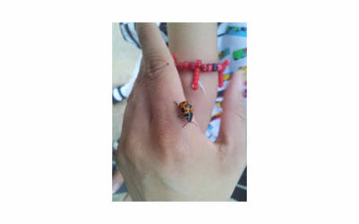 Ladybug on my finger.