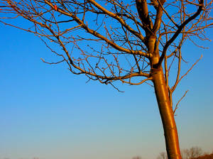 The Sunset Tree