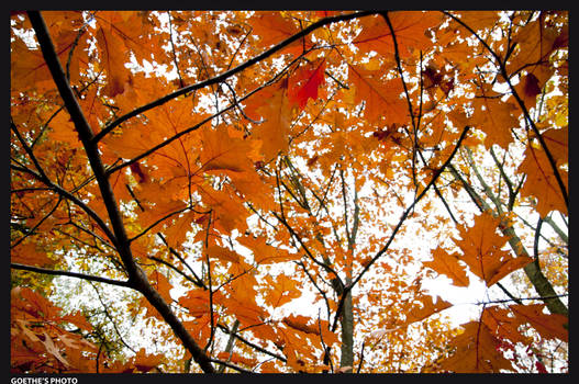 red forest