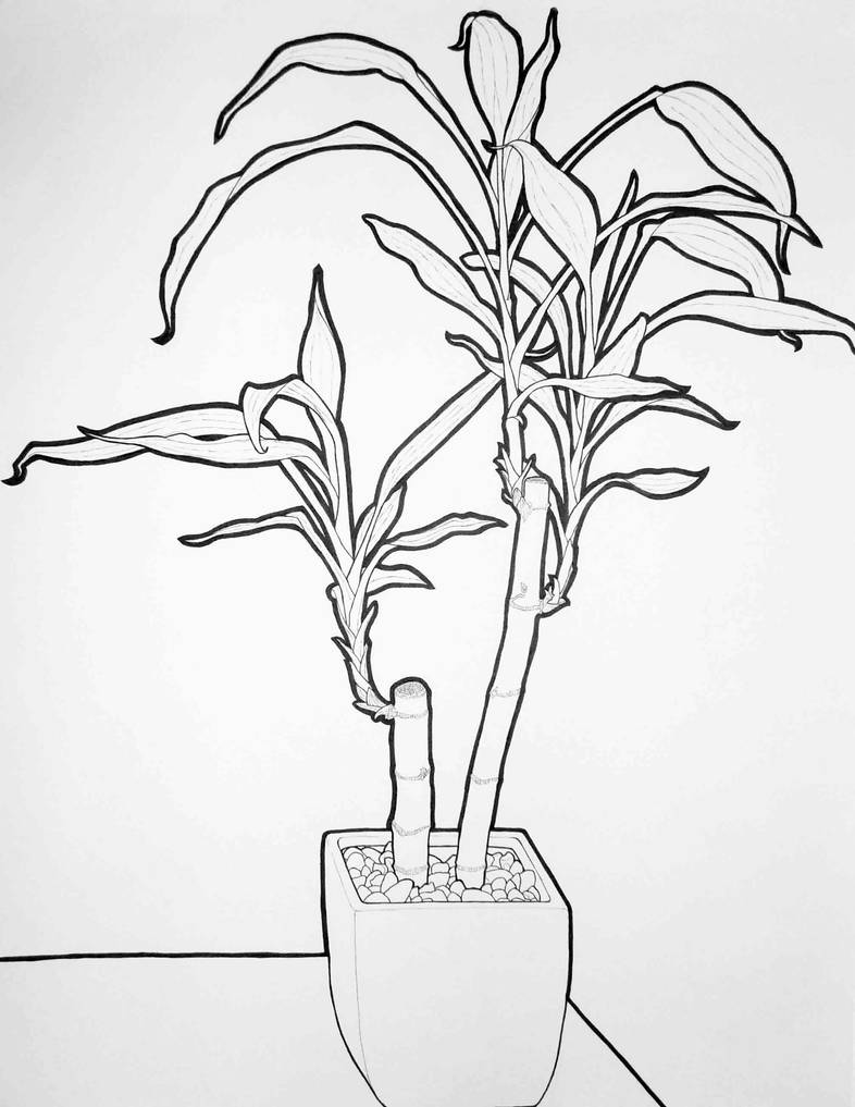 Image result for contour drawing of plant
