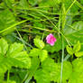 The Flower of Arctic Raspberry