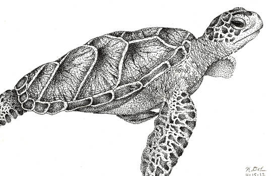 Sea Turtle