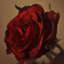 Dark rose