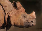 rhino by Shaytan666