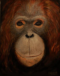 Orangutan oil on canvas 24x30