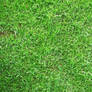Grass texture.