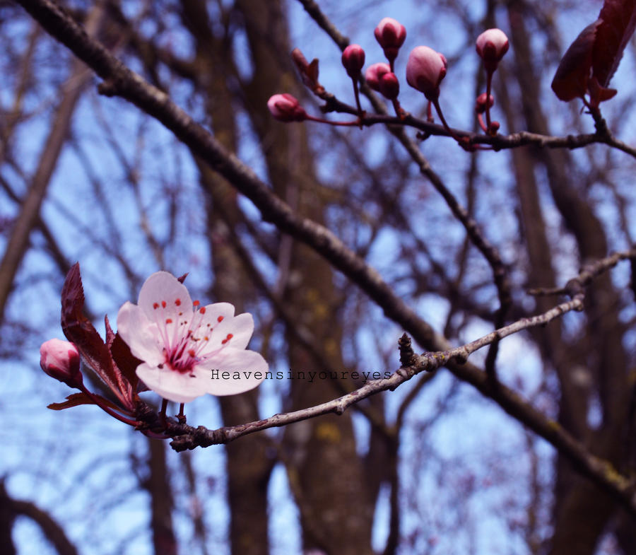 Signs of spring, signs of beauty.