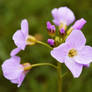 Purple petals, green background.