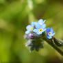 Little blue flowers.