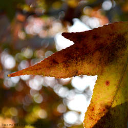 Colours of Autumn.