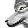 Grey Wolf.