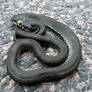 Grass snake sunbathing...