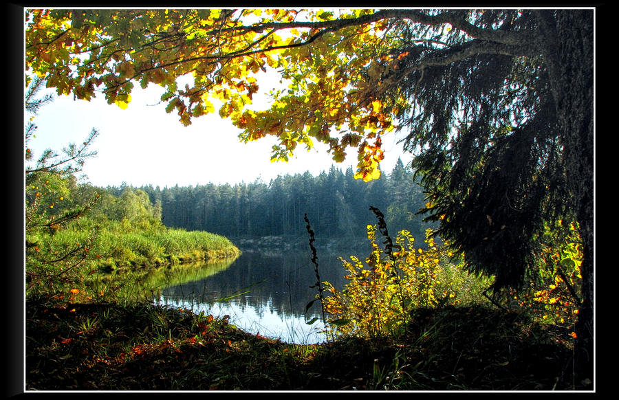 Through leaves to the sun...