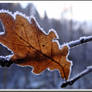 Oak leaf...