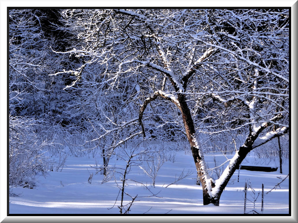 Apple-tree hibernate... by Yancis on DeviantArt