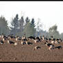 Wild geese in the field...