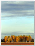 Lonely bird... by Yancis