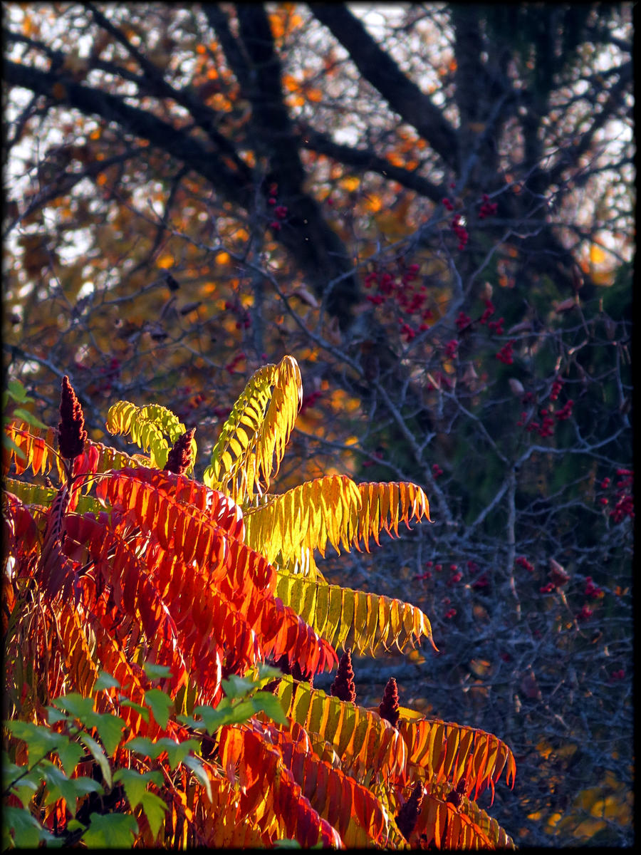 ...and Autumn comes to paint Latvia...