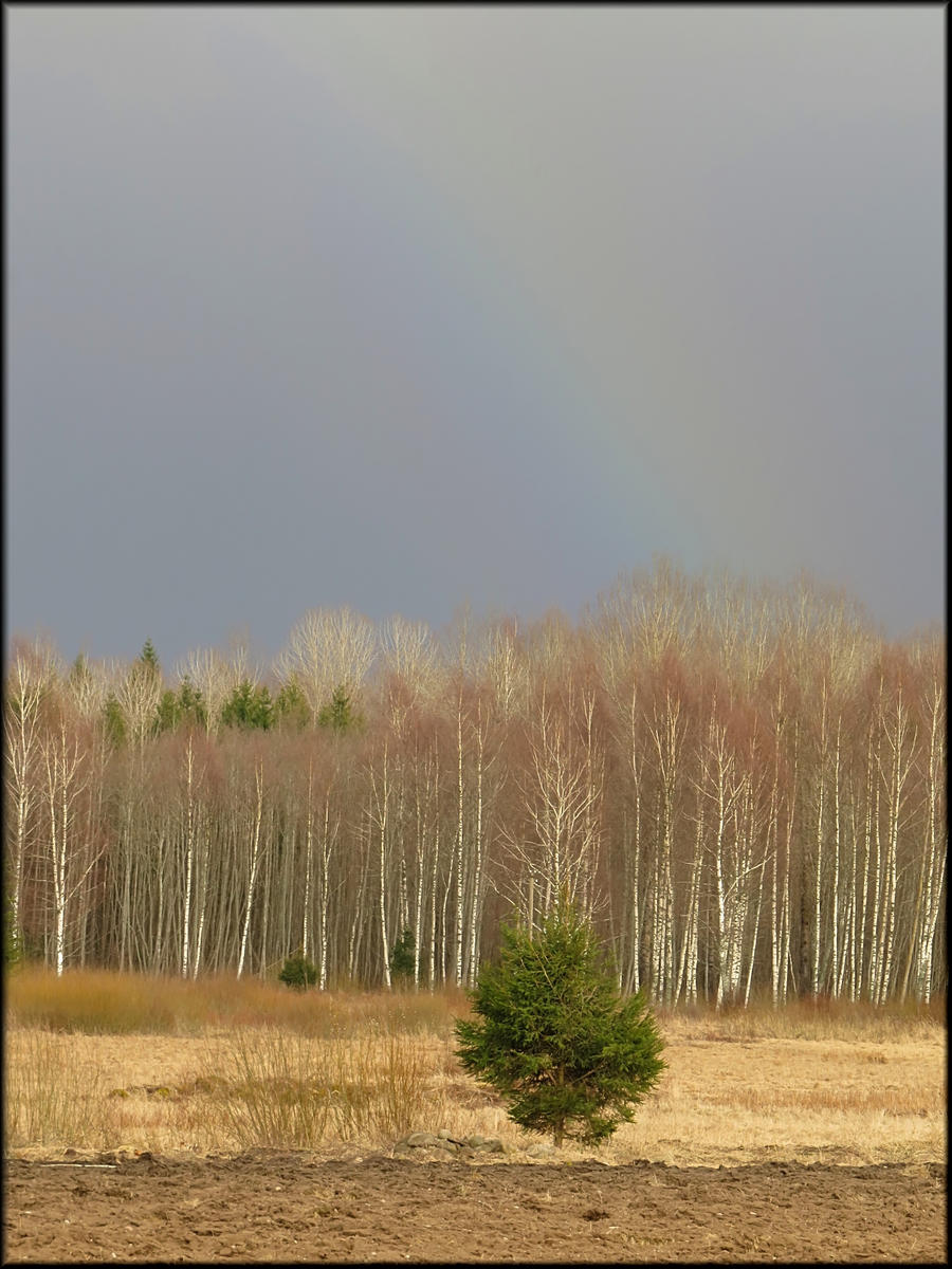 March rainbow...