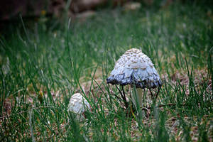 field mushroom