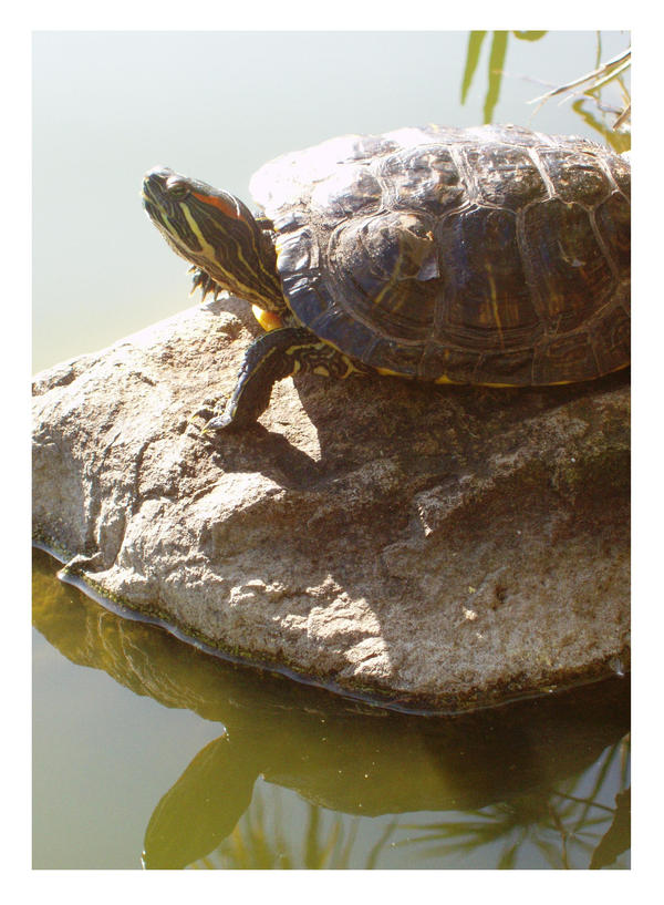 turtle on rock by monicaisastar on DeviantArt