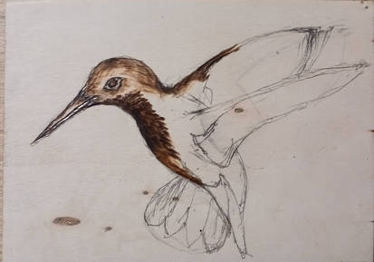 Pyrograhic hummingbird started