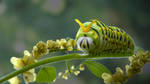 Catepillar in flowers by the-epic-k
