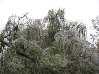 Frozen Weeping Willow 3