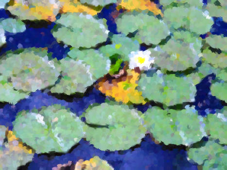 Lily Pads