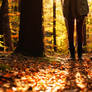 a walk through the forest