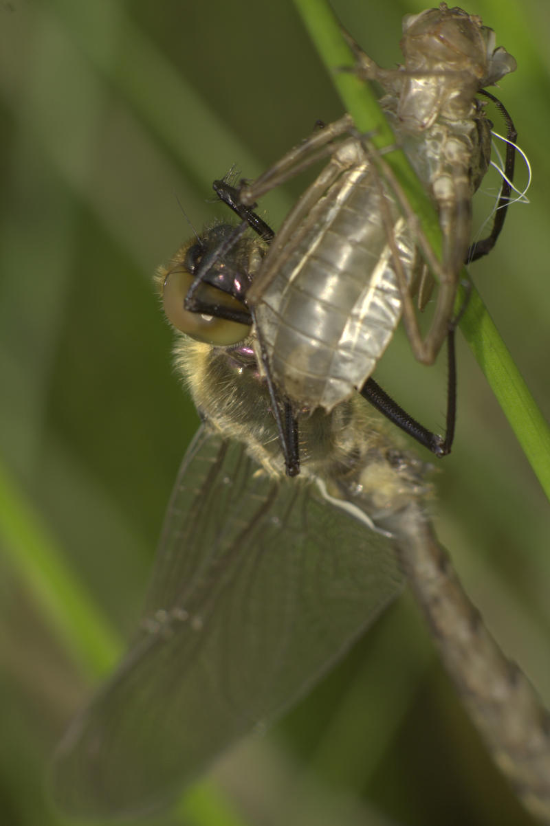 Born Again By Andabata On DeviantArt born-again-by-andabata-on-deviantart