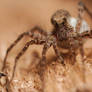 Wolfspider