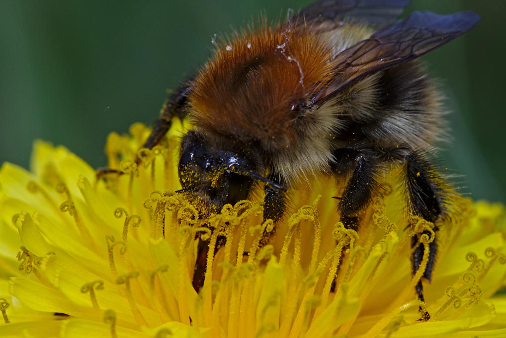 moss carder bee