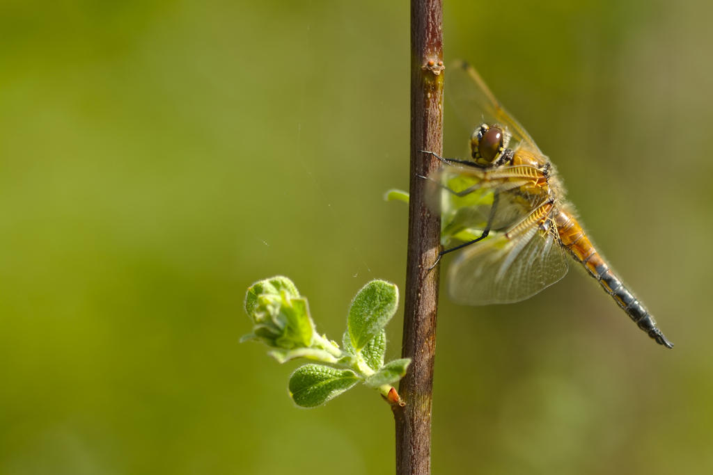 Four-Spotted Chaser Resting