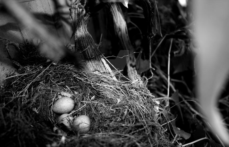 Abandoned nest