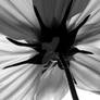 Black and white flower